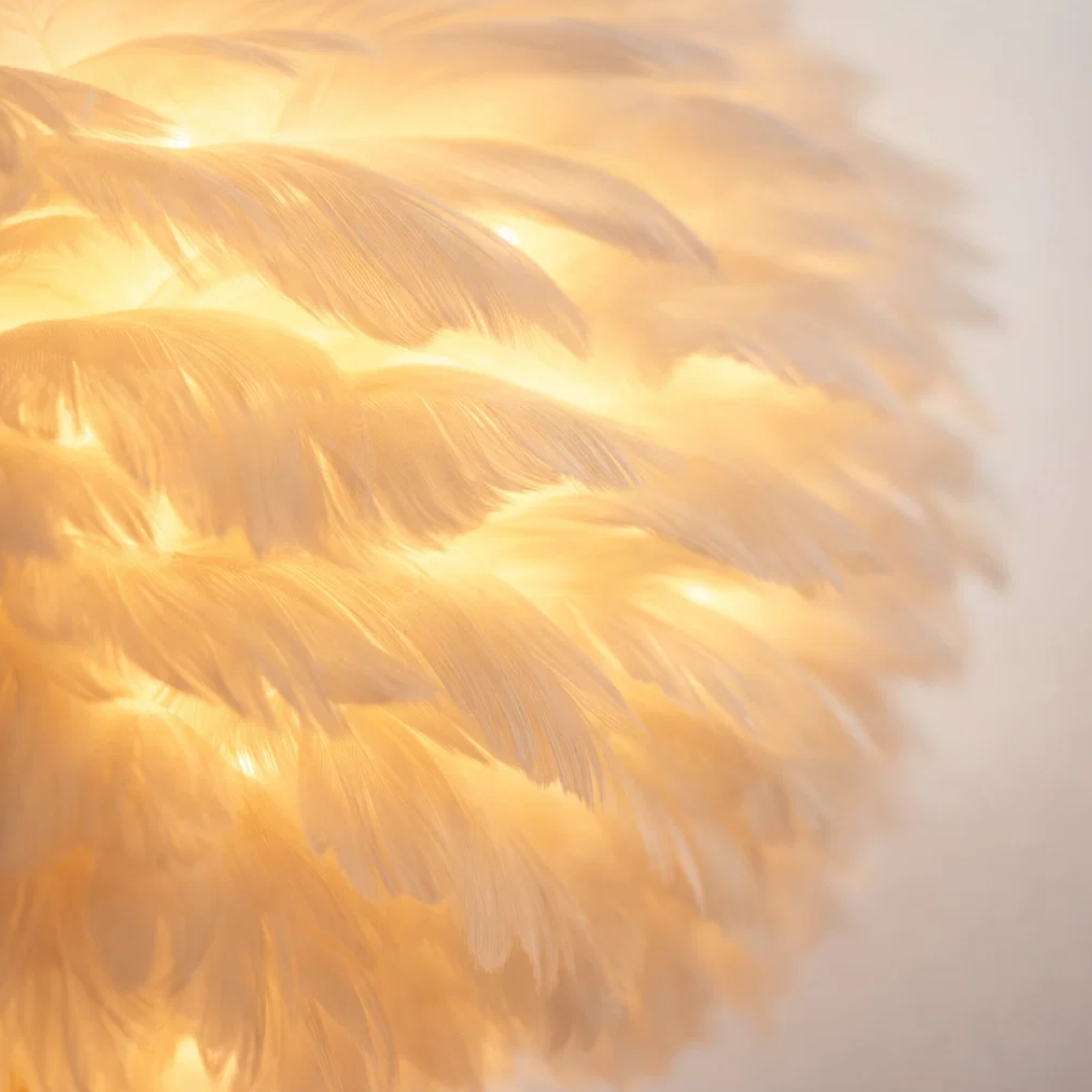 Pluma Aura
